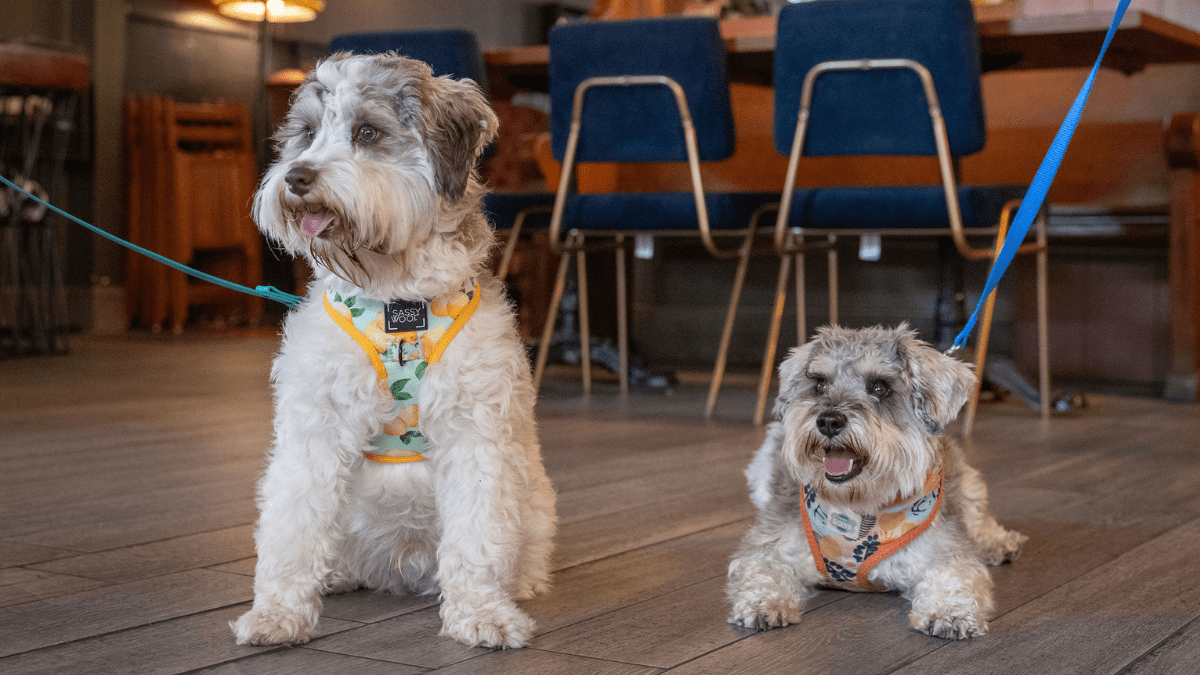 10 Pawsitively Pet Friendly Spots in the Evansville Region